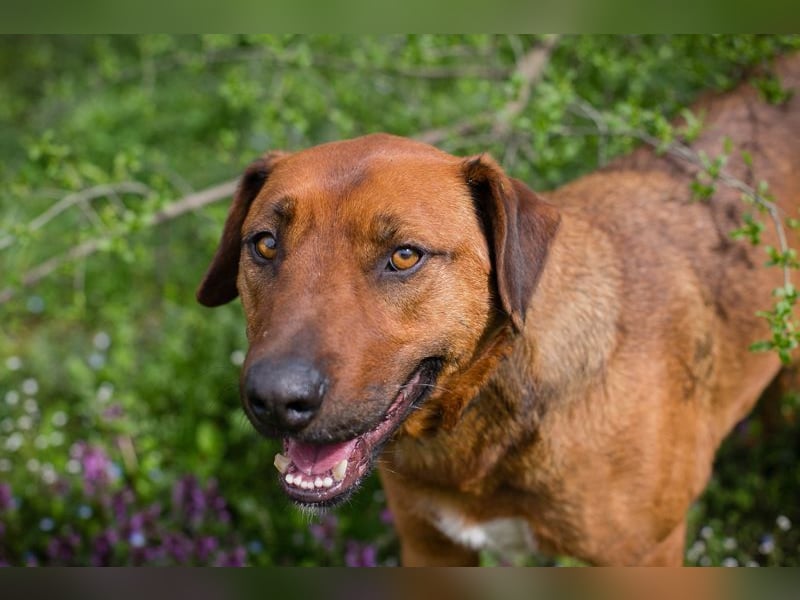 RUSTY - der aktive Rüde liebt die Nähe zu den Menschen und er freut sich, wenn er lernen darf