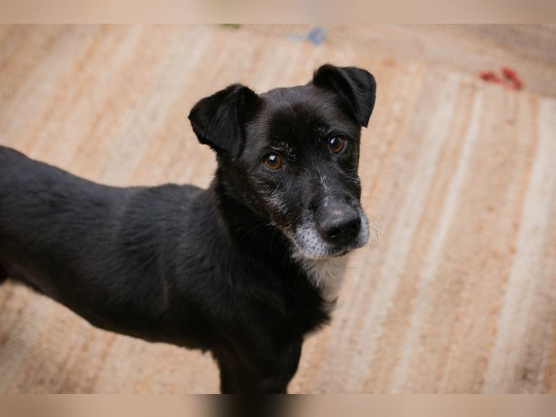 FIDO - der aufgeschlossene Rüde freut sich auf tolle Abenteuer mit seinen Menschen