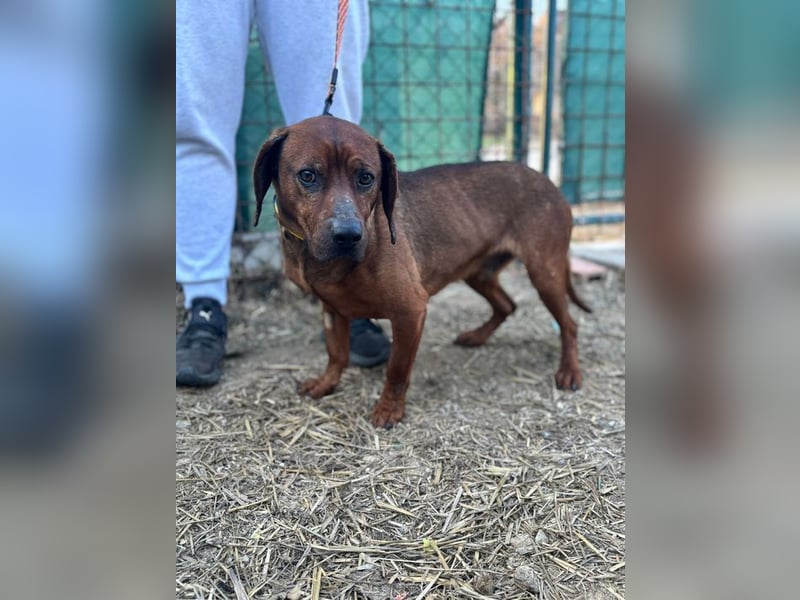 KARLCHEN - der freundliche und anhängliche Rüde ist auf der Suche nach einer eigenen Familie