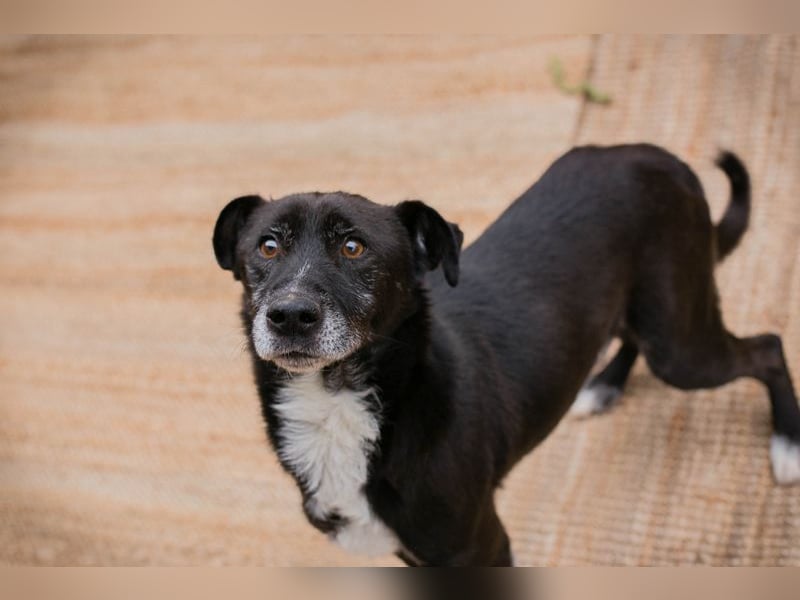 FIDO - der aufgeschlossene Rüde freut sich auf tolle Abenteuer mit seinen Menschen