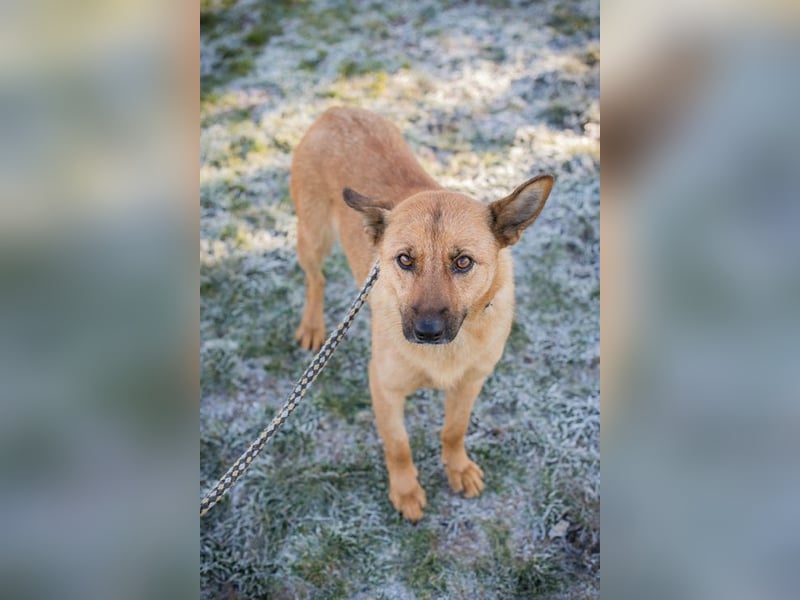 ROSALINA - die süße Hündin träumt von einem tollen Für-Immer Zuhause