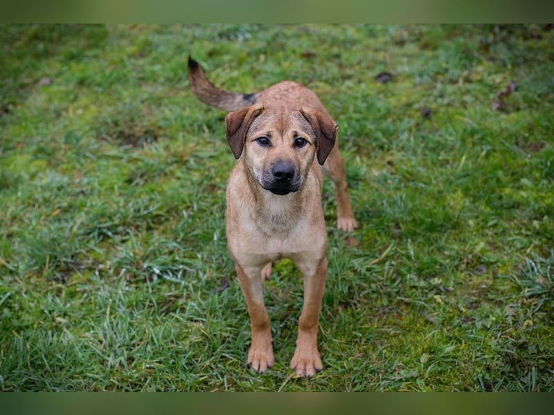 Name: Chip-Nr. 264447 - die muntere und aktive Hündin sucht ein liebevolles Für-Immer Zuhause