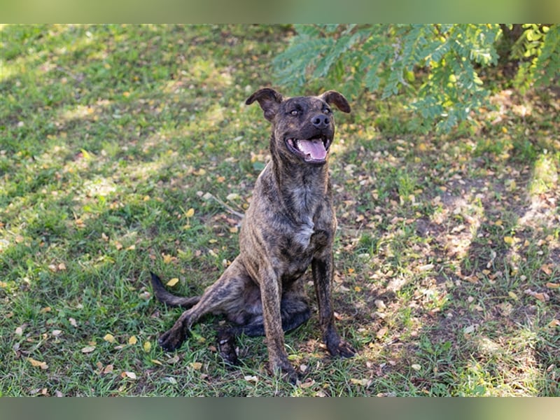 JASCHA - diese blöde Liste beschwert es, in meine Familie zukommen