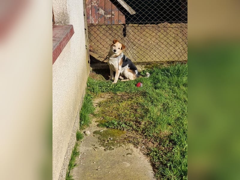 CHARLY - ich suche ein hundeerfahrenes Zuhause - am liebsten ohne kleine Kinder!