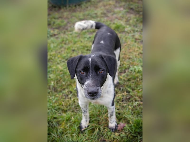 LUCHO - ich bin bereit für mein Für-Immer-Zuhause!