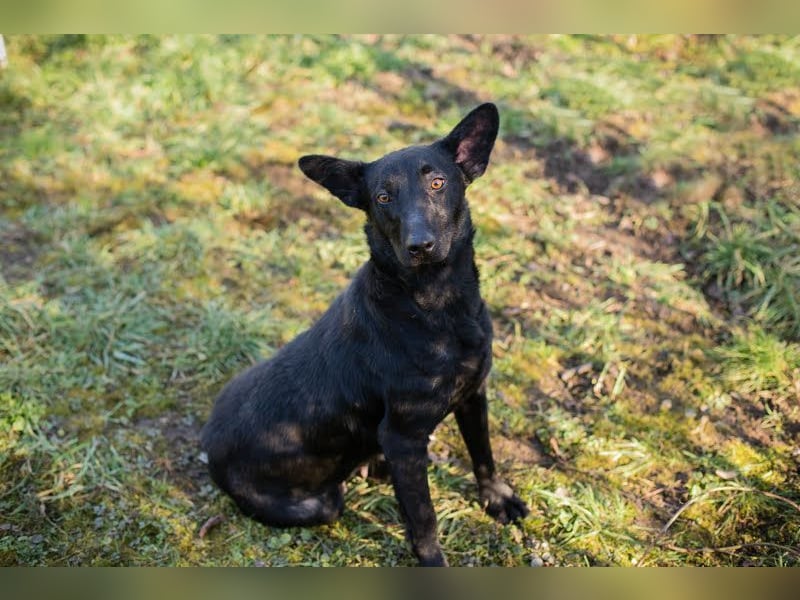 ANOUSH - das liebe Mädchen träumt davon, eine richtige Familienhündin zu sein!