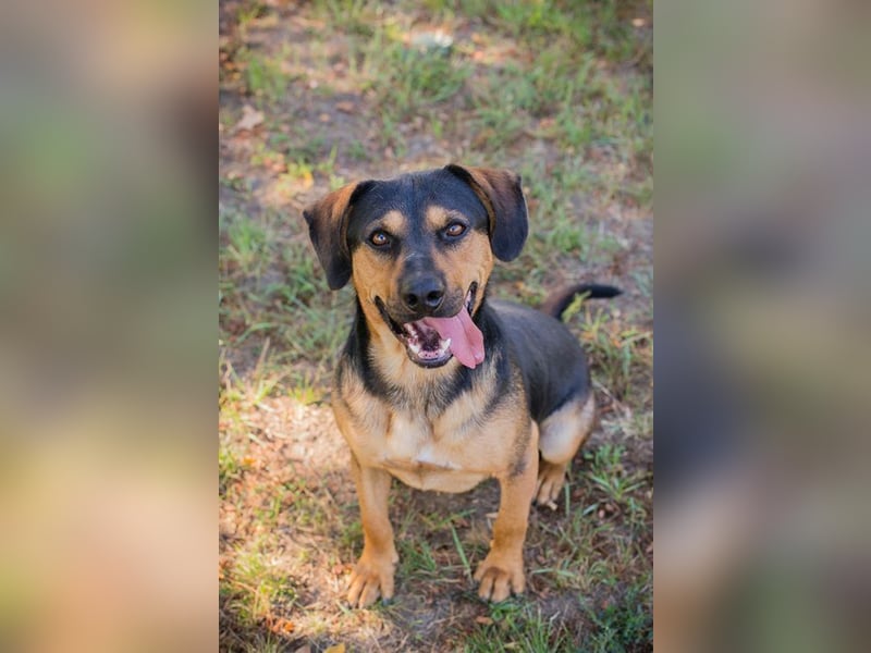 NICO - lernen, toben, kuscheln, mit meiner Familie und mit Artgenossen spielen - das wünsch ich mir!