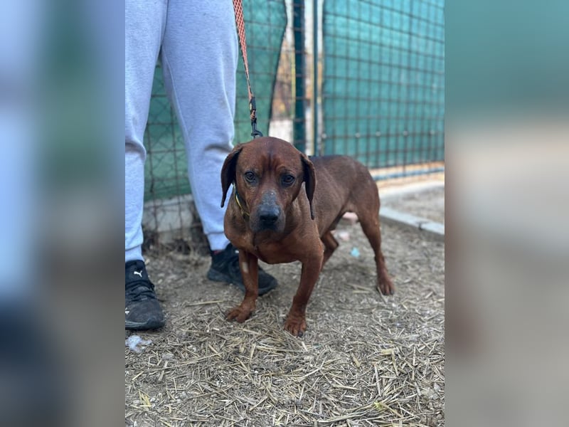 KARLCHEN - der freundliche und anhängliche Rüde ist auf der Suche nach einer eigenen Familie