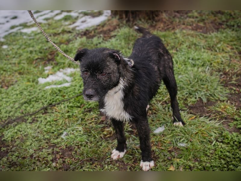SMOKIE - wer zeigt mir, wie schön ein Hundeleben sein kann?