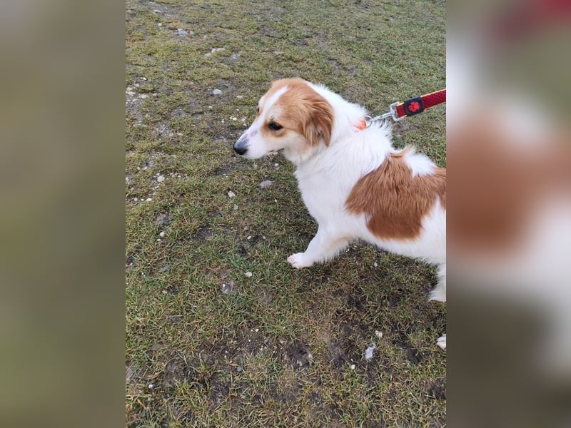 MALVA - wer schenkt mir sein Herz und ein Zuhause?