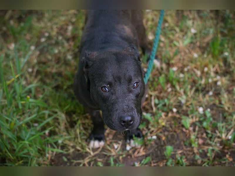 SAPPHIRE - wer schenkt mir sein Herz und ein Zuhause?