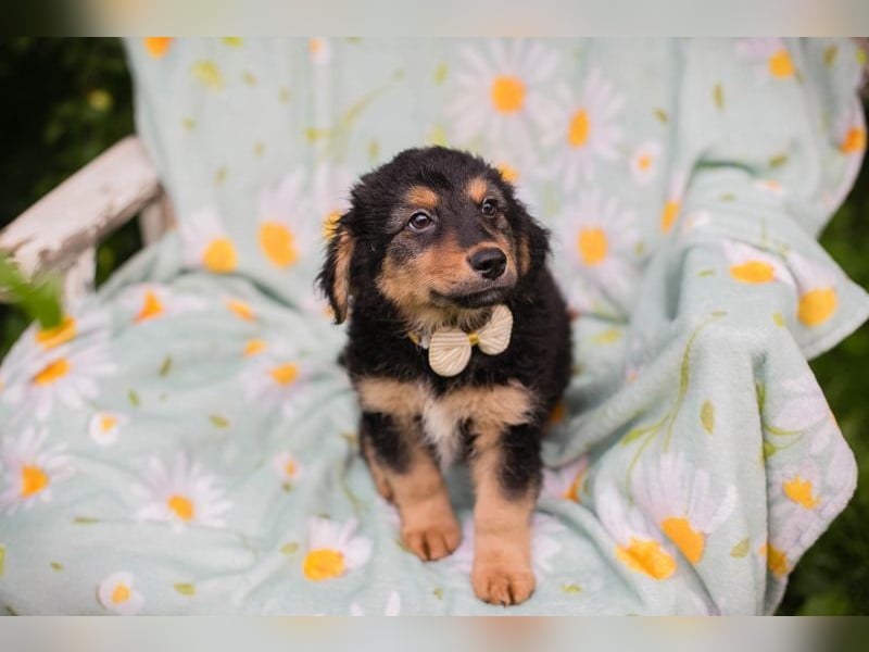 Welpe TIMO -wenn ich groß bin möchte ich ein richtiger Familienhund sein!