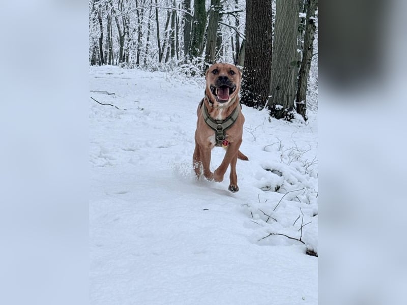 SAMMY - der hübsche junge Mann sucht ein Zuhause bei hundeerfahrenen Menschen!