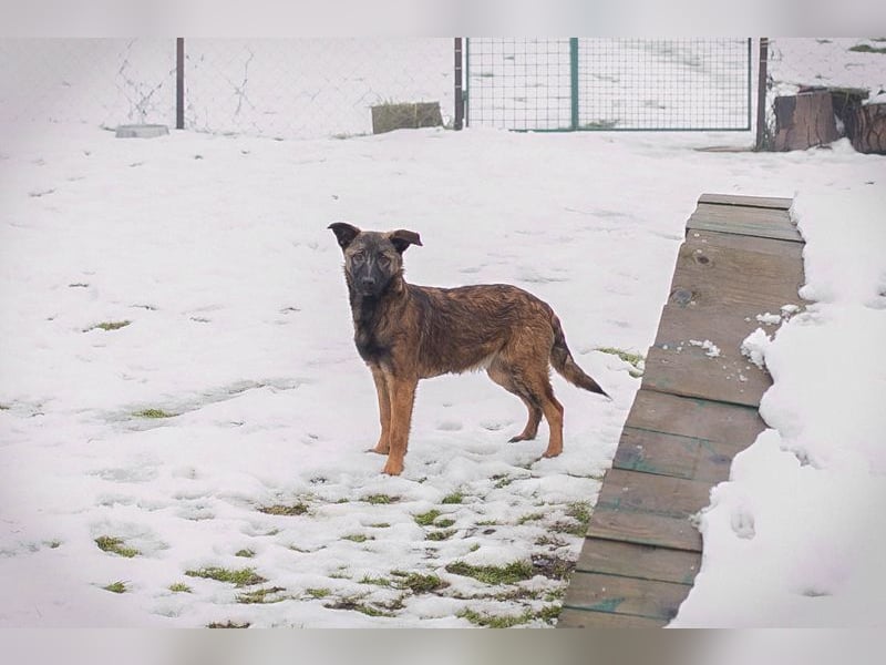 TASHA - die aufgeweckte, hübsche Maus freut sich auf ein tolles Leben mit ihren Menschen