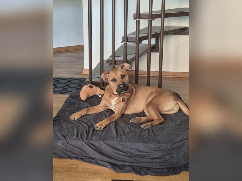 SAMMY - der hübsche junge Mann sucht ein Zuhause bei hundeerfahrenen Menschen!