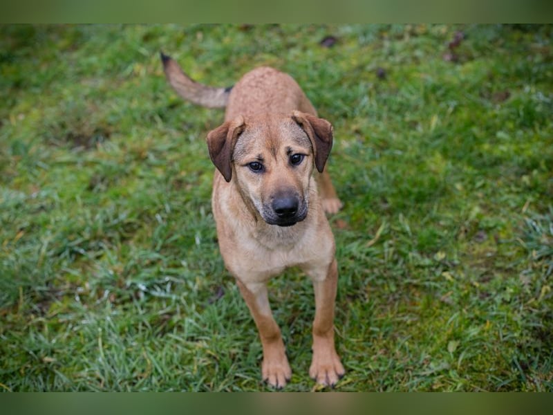 Name: Chip-Nr. 264447 - die muntere und aktive Hündin sucht ein liebevolles Für-Immer Zuhause