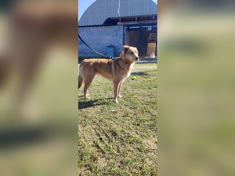 SHIREEN - die neugierige, aktive Hündin möchte mit ihren Menschen die Welt entdecken!