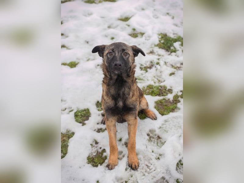 TASHA - die aufgeweckte, hübsche Maus freut sich auf ein tolles Leben mit ihren Menschen