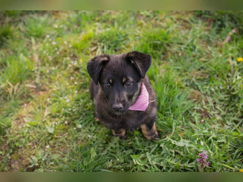 Welpe SOPHIA - das fröhliche Mädchen möchte so gern eine richtige Familienhündin sein!