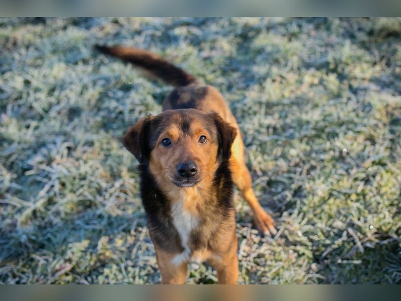 Chip-Nr. 256049 - ich freue mich auf tolle Abenteuer mit meiner Familie!