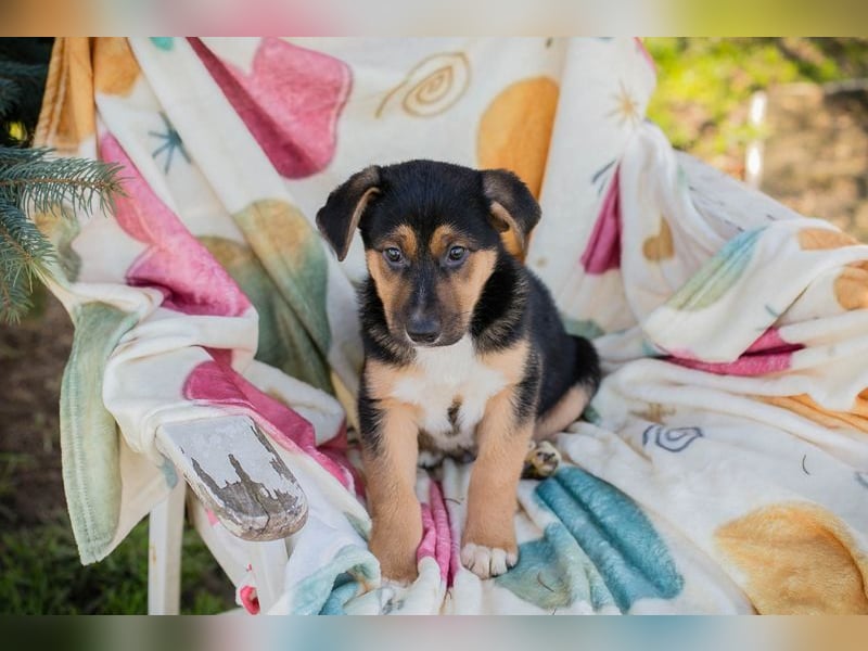 Welpe ROSARIO - ich möchte so gerne DEIN vierbeiniger Begleiter sein!