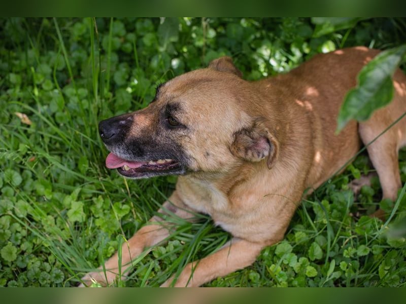 GRETA - die gehorsame und verschmuste Hündin träumt von einem tollen eigenen Zuhause