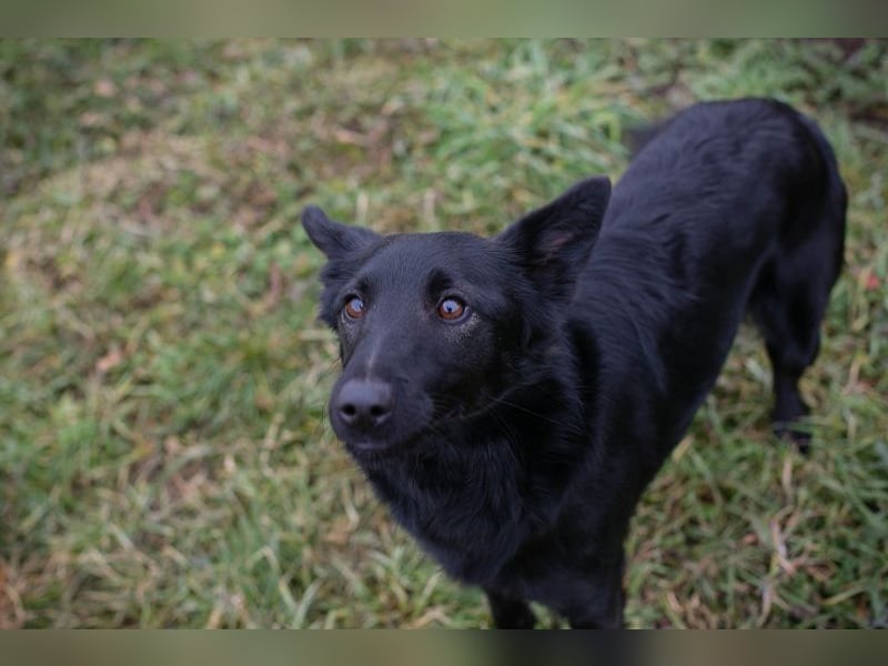 MAVI - die hübsche Maus mag Menschen und Artgenossen und sucht ein tolles Zuhause