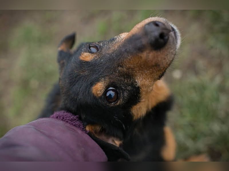 SKIBBY - ich möchte spielen + kuscheln und suche Familienanschluss mit großem Garten