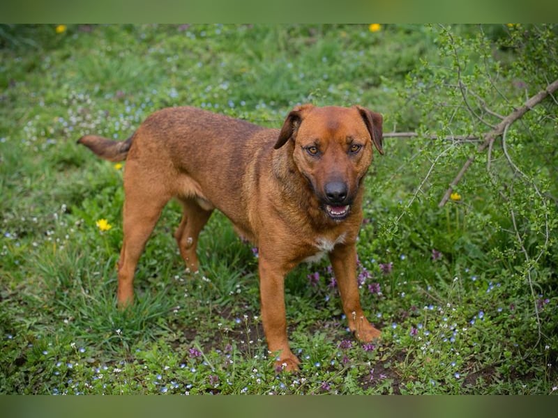 RUSTY - der aktive Rüde liebt die Nähe zu den Menschen und er freut sich, wenn er lernen darf