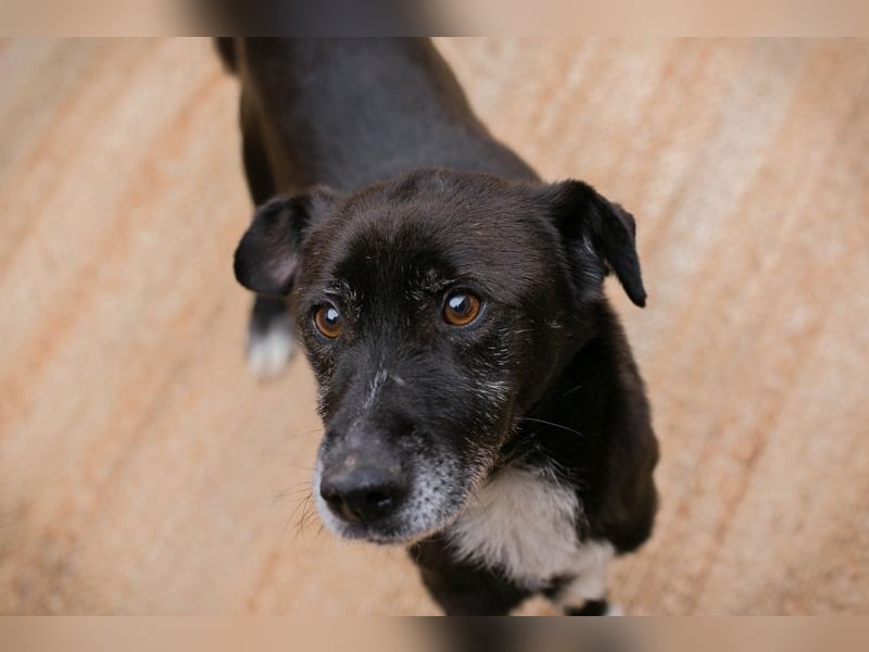 FIDO - der aufgeschlossene Rüde freut sich auf tolle Abenteuer mit seinen Menschen