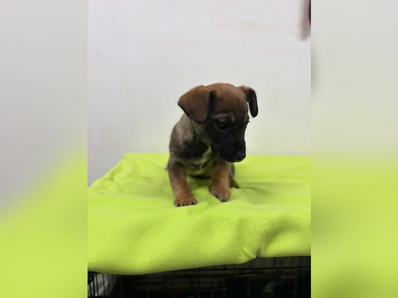 Welpe KARLI - der unternehmungslustige kleine Racker möchte mit seinen Menschen die Welt entdecken!