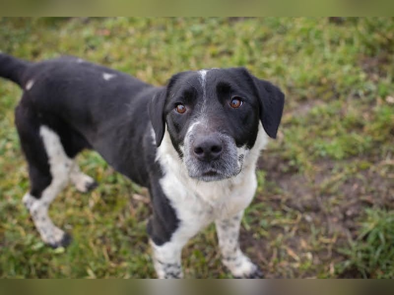 LUCHO - ich bin bereit für mein Für-Immer-Zuhause!