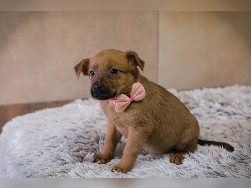 Welpe AIKA - die aufgeweckte kleine Maus freut sich auf ihre eigene Familie!