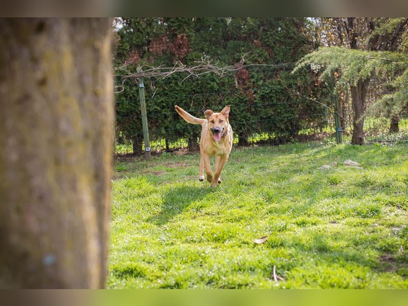 YARAH - die liebe und dankbare junge Hündin träumt von einem liebevollen Zuhause