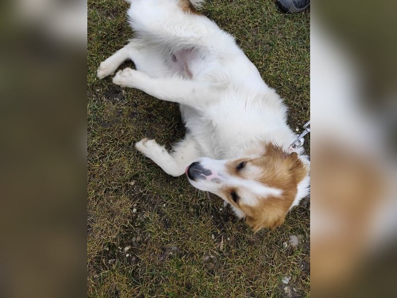 MALVA - wer schenkt mir sein Herz und ein Zuhause?