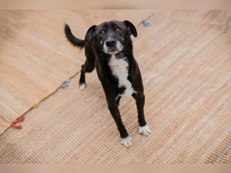 FIDO - der aufgeschlossene Rüde freut sich auf tolle Abenteuer mit seinen Menschen