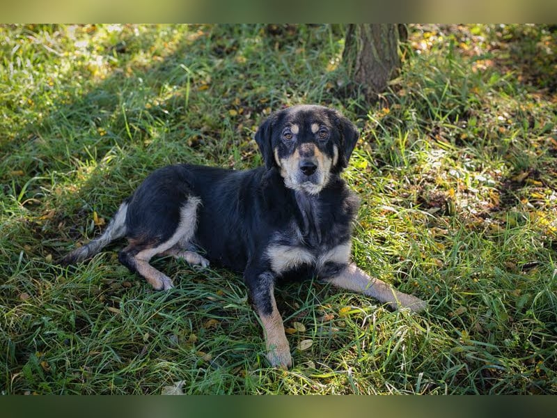 SNOOPY - Aufgeschlossener, freundlicher und fröhlicher Hundebub sucht sein eigenes Körbchen