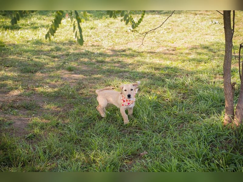 Welpe Chip-Nr. 270070 - die lustige und neugierige kleine Maus träumt von einer eigenen Familie!