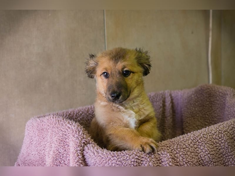 Welpe TILLY - ich suche eine Familie, die mich liebt, beschützt und nie mehr alleine lässt