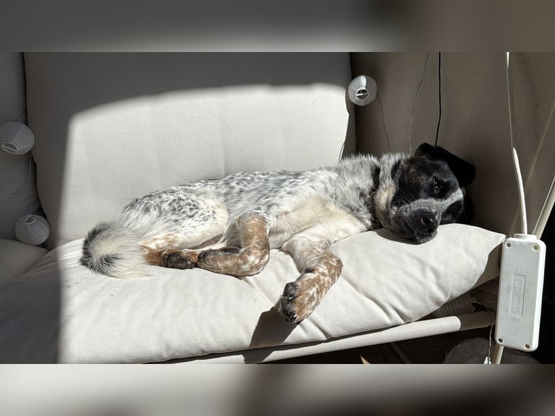 BONNI - Sensible, feinfühlige, ruhige Junghündin sucht ihre Familie