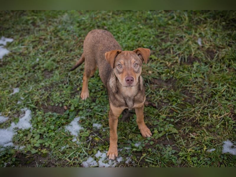 Welpe MERLE - wer verliebt sich in mich und schenkt mir ein tolles Zuhause?
