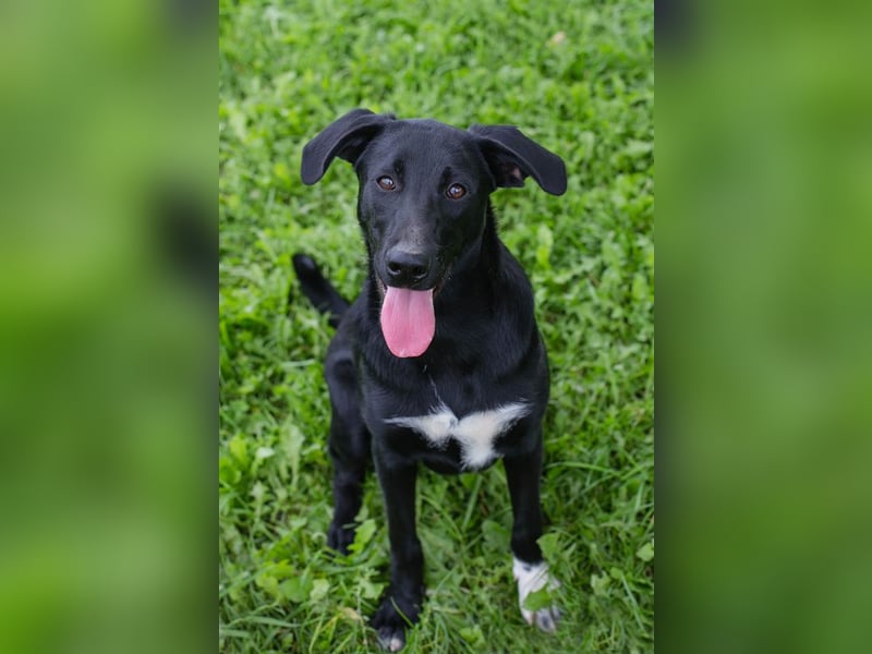 Angie - sie ist aktiv und liebesbedürftig