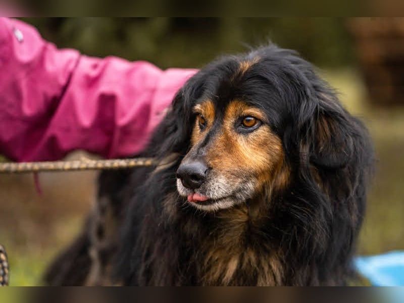 Lennox liebt Spaziergänge und geht bereits toll an der Leine