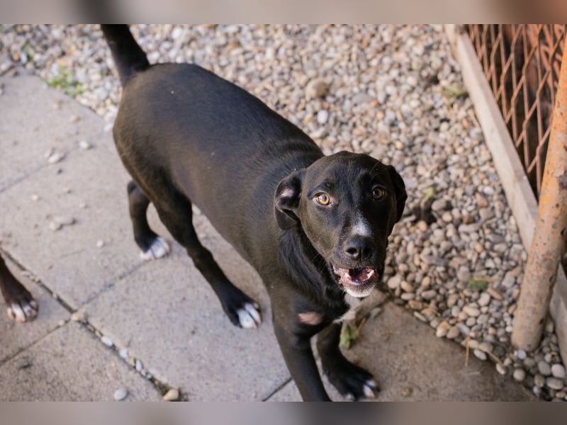 CIARA - die hübsche Maus freut sich auf tolle Abenteuer mit ihrer Familie