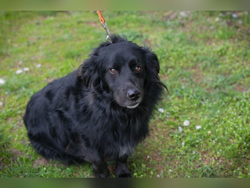 BELLA - ich möchte so gerne eine richtige Familienhündin sein...