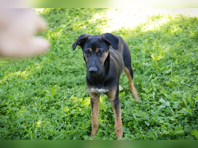 DARCY - der aktive und neugierige junge Rüde möchte die Welt mit DIR erkunden