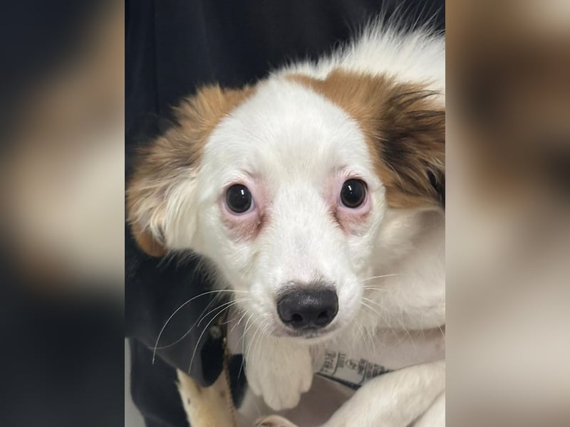 Welpe JULIETTE - die ängstliche Maus sucht ein liebevolles, geduldiges, hundeerfahrenes Zuhause