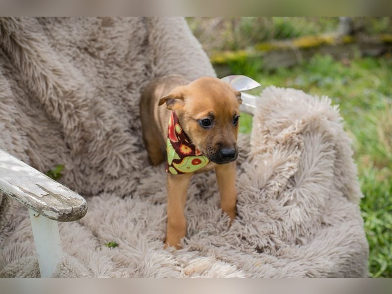 Welpe SPAJDER - der kleine Racker möchte so gerne DEIN vierbeiniger Begleiter sein!