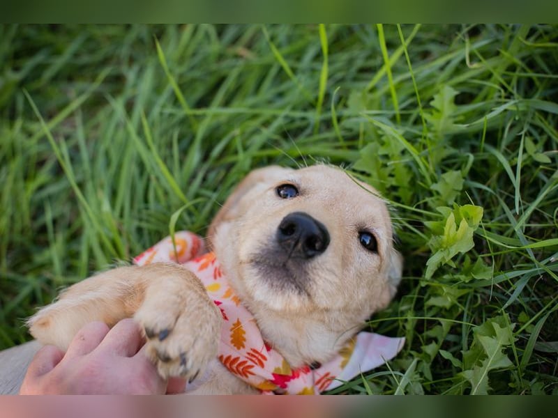 Welpe Chip-Nr. 270070 - die lustige und neugierige kleine Maus träumt von einer eigenen Familie!