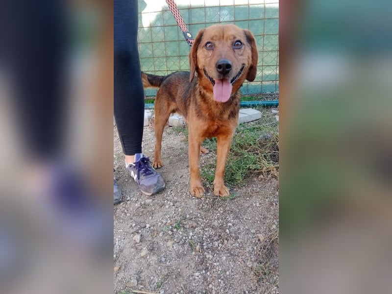 BAILEY - wer zeigt dem fröhlichen, dankbaren Rüden, wie schön ein Hundeleben sein kann?